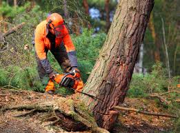 Why Choose Our Tree Removal Services in Traer, IA?